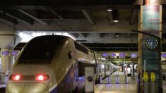 Chat écrasé par un TGV: le parquet requiert la relaxe