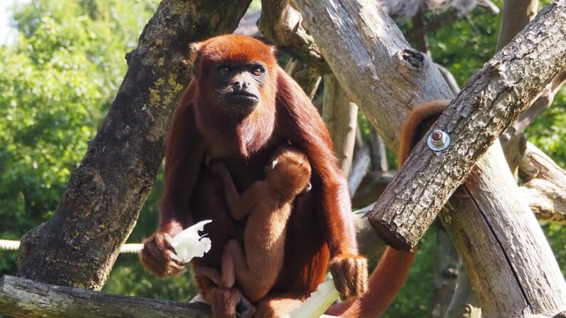 La femme singe hurleur Yerba a donné naissance à Masi, fin mai. © Planète sauvage