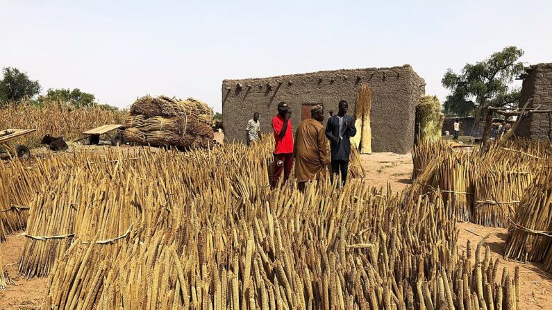 Le mil ets très présent dans l'agriculture des régions sèches d'Afrique. Ici, une récolte au Niger. (Photo : Wikimedia/CC BY-SA 4.0)