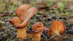 Maladies génétiques: comment un champignon comestible pourrait corriger notre ADN