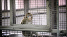 Une enquête révèle l’existence d’un réseau mondial de torture des singes
