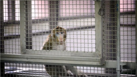 Une enquête révèle l’existence d’un réseau mondial de torture des singes