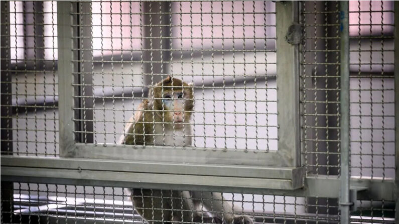 Un singe de laboratoire assis dans sa cage dans un centre d'élevage en Asie du Sud-Est le 23 mai 2020. (Mladen Antonov/AFP via Getty Images)