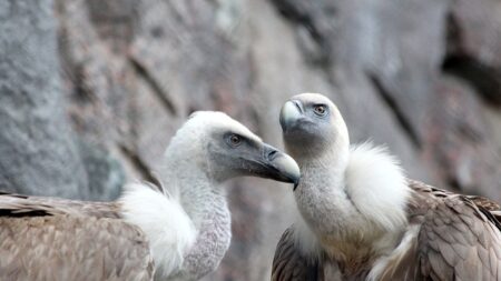 Rarissime: deux vautours fauves capturés par des photographes amateurs, dans le Morbihan