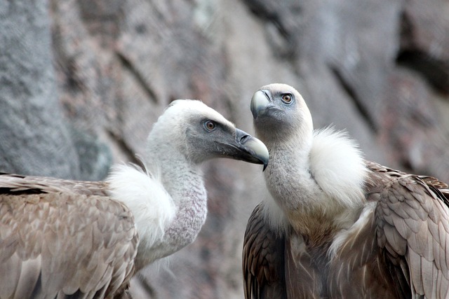 Rarissime: deux vautours fauves capturés par des photographes amateurs, dans le Morbihan