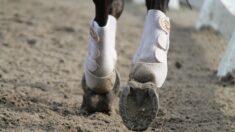 Équitation: la cavalière française Zazie Gardeau en soins intensifs après une chute en Angleterre