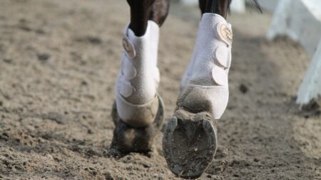 Équitation: la cavalière française Zazie Gardeau en soins intensifs après une chute en Angleterre