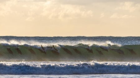 Juste pour s’amuser : des photos rares d’un groupe entier de dauphins surfant en synchronisation sur une vague