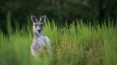 Seine-et-Marne: un kangourou en liberté a été capturé dans un village