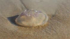 Les méduses de retour sur les plages des Pyrénées-Orientales
