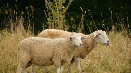 Montpellier: deux moutons, bloqués sur le terre-plein central de l’autoroute A9, provoquent un bouchon de 4 kilomètres