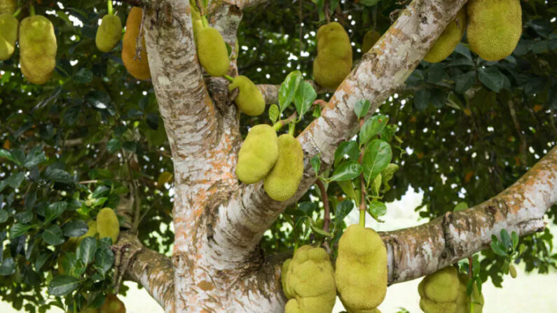 Un seul jacquier peut produire jusqu'à 500 fruits en une seule année. (Ilyas Kalimullin/Shutterstock)