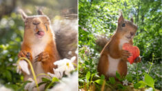 Des écureuils si expressifs : des photos révèlent leur personnalité