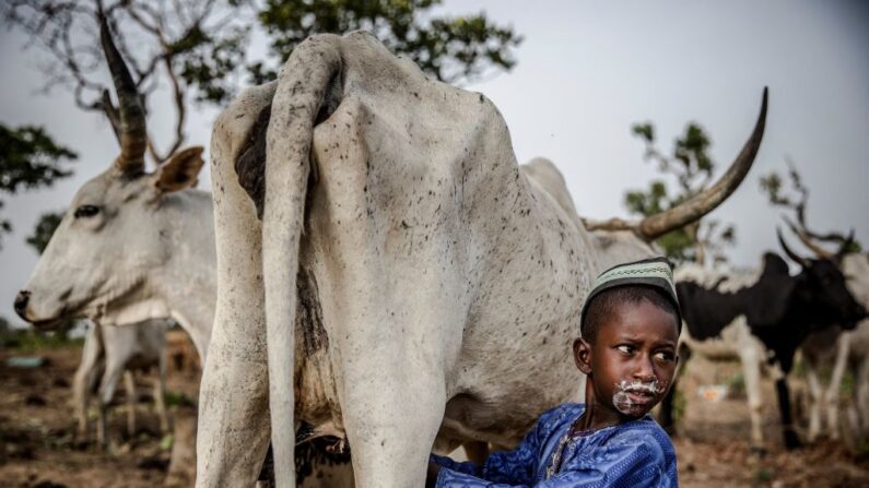 Un garçon peul de 8 ans boit du lait d'une vache appartenant à son père, éleveur de bovins, dans la réserve de pâturage de Kachia, dans l'État de Kaduna, au Nigéria, le 16 avril 2019. (Photo : LUIS TATO/AFP via Getty Images)