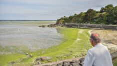 Algues vertes: «niveau pas très élevé» en début de saison en Bretagne