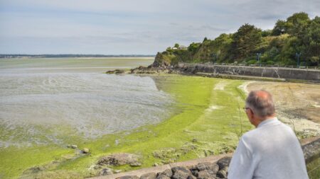 Algues vertes: «niveau pas très élevé» en début de saison en Bretagne