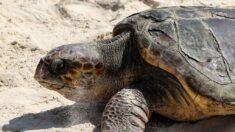 Les pontes de tortues marines se multiplient dans le Sud-Est et interrogent les scientifiques