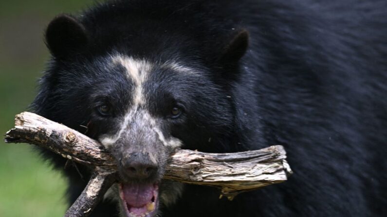 L'«ours à lunettes» des Andes tropicales. (Photo RAUL ARBOLEDA/AFP via Getty Images)