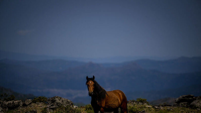 Un cheval "garrano" dans les montagnes au nord du Portugal, le 23 juin 2023.(Photo PATRICIA DE MELO MOREIRA/AFP via Getty Images)