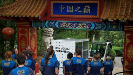 Le panda né au zoo de Beauval a été envoyé en Chine, dans un but de reproduction
