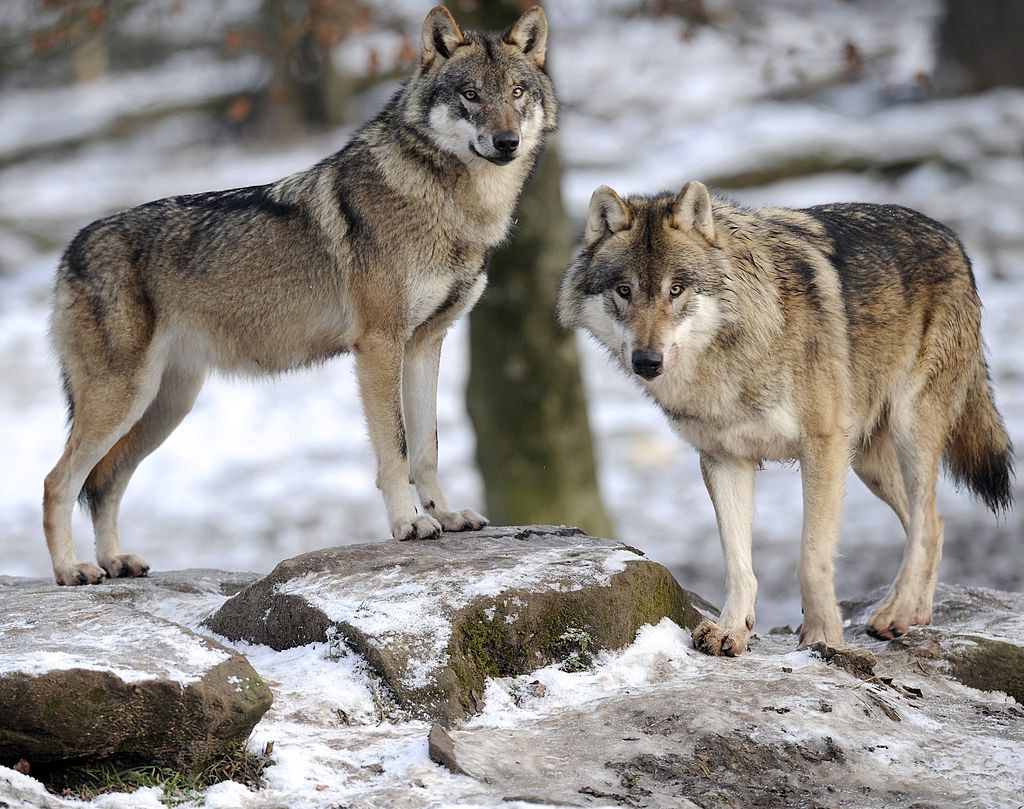 Nouveau plan loup: les éleveurs mieux indemnisés en cas de dommages, des règles de tirs assouplies pour l’abattage des loups