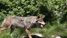 Nord: un loup a été aperçu et photographié près de Watten, une première dans le département