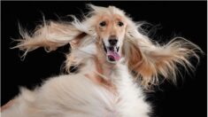 25 photos drôles d’animaux de compagnie finalistes du Pet Comedy Photo Awards 2023 – chiens, balles de tennis, chat sournois et bien d’autres encore