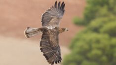 Un aigle de Bonelli réapparaît dans les gorges de l’Ardèche… en bonne compagnie