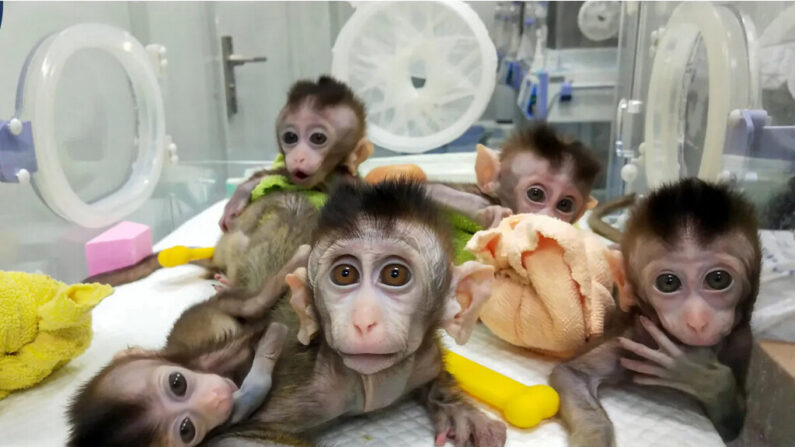 Cinq macaques clonés dans une institution de recherche à Shanghai le 27 novembre 2018 et publiés le 24 janvier 2019 par l'Institut des neurosciences de l'Académie chinoise des sciences. Les scientifiques chinois ont déclaré que les cinq singes ont été clonés à partir d'un seul animal qui a été génétiquement modifié pour un trouble du sommeil, affirmant que cela pourrait aider la recherche sur les problèmes psychologiques humains. (AFP via Getty Images)