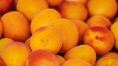 Drôme: pour les payer moins chers, un arboriculteur propose aux acheteurs de venir cueillir les abricots sur son exploitation