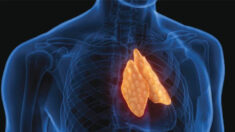 Protéger notre thymus : Un organe qui peut se régénérer avec des avantages surprenants