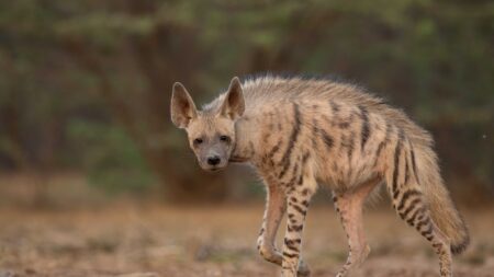 Un photographe endure la chaleur du désert pendant deux mois pour obtenir des clichés rares d’une hyène rayée.