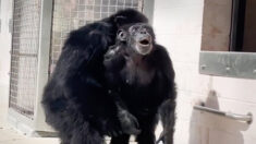 Un chimpanzé femelle qui a passé 28 ans dans un laboratoire expérimental est «émerveillée» de voir le ciel pour la première fois