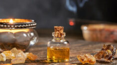L’encens : une huile essentielle de premier soins aux effets antiarthritiques, analgésiques, antimicrobiens et plus encore