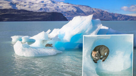 Un photographe prend un puma sur un iceberg en photo dans les montagnes de Patagonie
