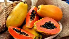 Détoxifiant, enzymatique, antipaludéen, contre les piqûres d’insectes – la papaye fait du bien à l’organisme