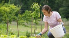 Le jardinage en période de canicule: comment protéger vos plantes en cas de chaleur extrême