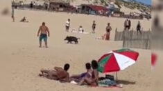 Landes: un sanglier débarque sur les plages de Vieux-Boucau, sous les yeux étonnés des baigneurs