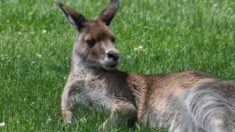 Un kangourou observé en pleine balade dans des vignes du Gard
