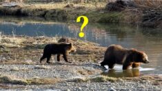 La mère d’un ourson grizzly montre ses talents de mère lorsque son petit panique (vidéo)