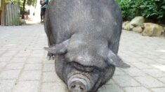 Un cochon observé en train de se balader dans les rues de Perpignan