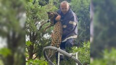 Des pompiers capturent un serval se baladant dans les rues de Lille