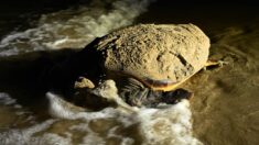 Une tortue caouanne pond des œufs sur une plage de l’Hérault