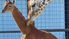 Une rarissime girafe sans tache est née dans un zoo américain