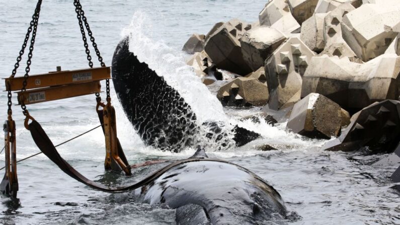 Image d'un précédent baleineau qui s'était échoué sur la côte ouest de La Réunion, au niveau de la Grande Chaloupe, le 29 octobre 2018. (Photo RICHARD BOUHET/AFP via Getty Images)