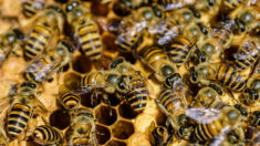 Une Guyanaise meurt après avoir été attaqué par un essaim d’abeilles