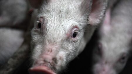Finistère: une éleveuse condamnée pour couper systématiquement la queue de ses cochons