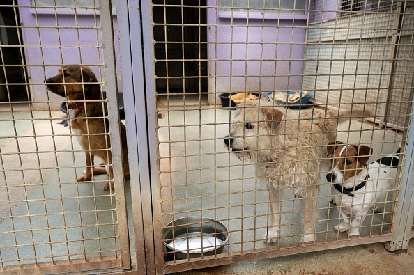 Des chiens abandonnés attendent dans une cage au refuge de la SPA (Société protectrice des animaux) à Chamarande, le 29 juillet 2021.   (BERTRAND GUAY/AFP via Getty Images)