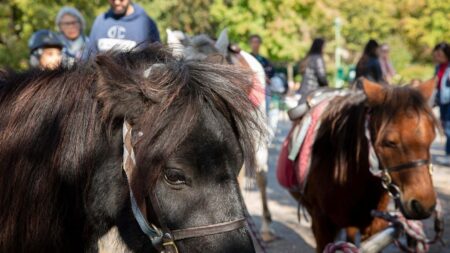 Paris: les parcs municipaux ne proposeront plus de balades à poney