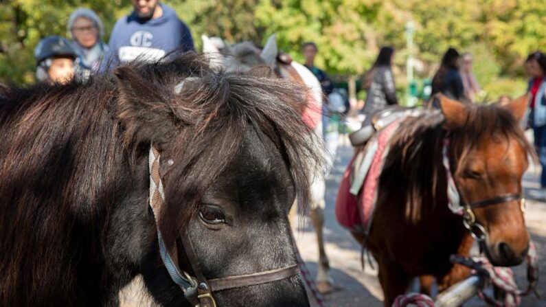 Des poneys prennent un moment de repos après une balade au parc Monceau, le 12 octobre 2022. (Crédit photo AFP via Getty Images)